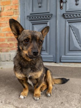 Kahverengi ve siyah bir köpek mavi bir kapının önünde oturuyor..