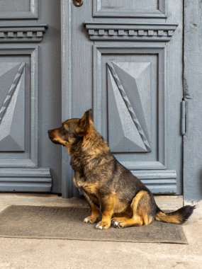 Mavi kapının önünde oturan bir köpek..