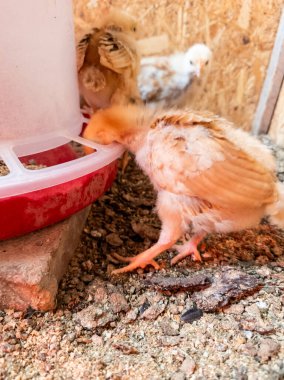 Kırmızı bir kase yemeğin yanında duran küçük bir tavuk.