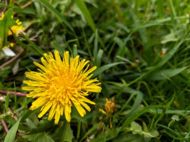 Yeşil otların ortasında sarı bir karahindiba..