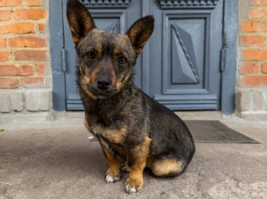Mavi kapının önünde oturan küçük bir köpek..