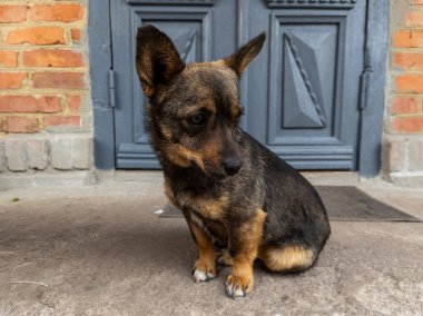 Mavi kapının önünde oturan küçük bir köpek..