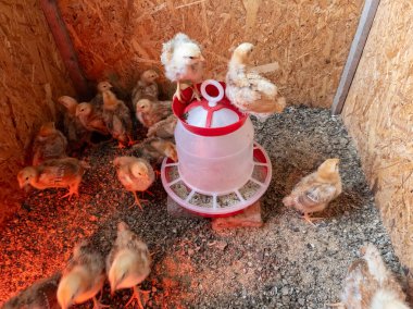 Bir grup küçük piliç kırmızı ve beyaz kovayla bir tavuk kümesinde.