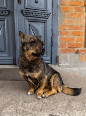 Kapının önünde yerde oturan bir köpek..