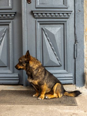 Mavi kapının önünde oturan bir köpek..