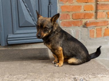 Kapının önünde yerde oturan küçük bir köpek..