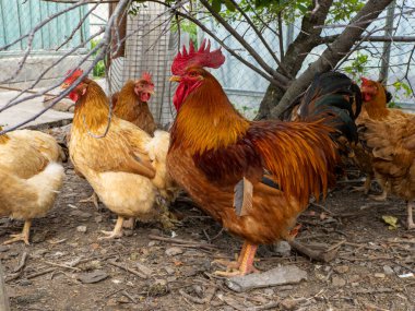 Horoz ve tavuk bir ağacın altında yan yana duruyorlar..