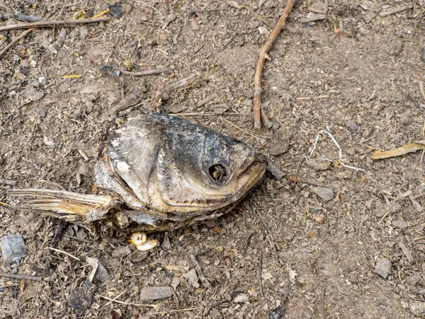 Toprakta yerde yatan ölü bir balık.