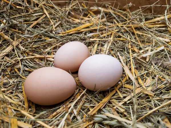 Üç yumurta samanlıkta duruyor..