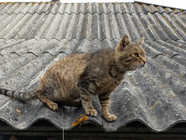 Kedi eski bir çatıda oturur..