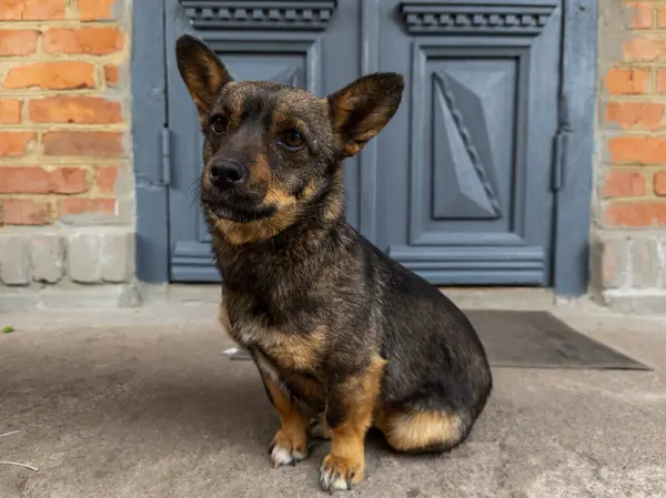 Mavi kapının önünde oturan küçük bir köpek..