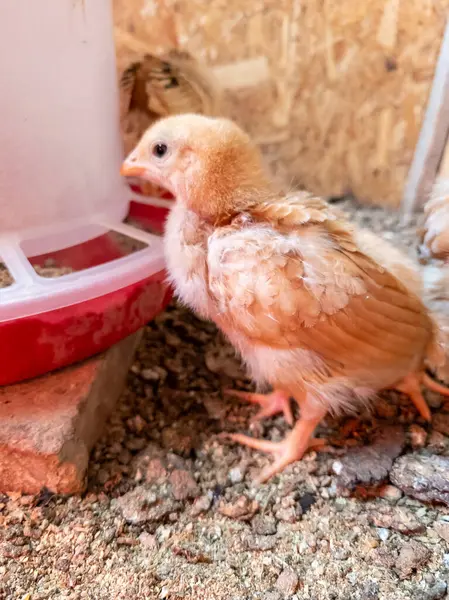 Kırmızı bir kasenin yanında duran küçük kahverengi bir tavuk..