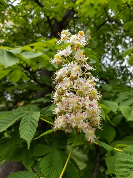 Beyaz çiçekli ve yeşil yapraklı Kaştan ağacı.