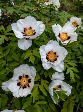 Otların arasında bir demet beyaz çiçek var..