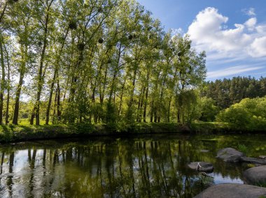 Ağaçlarla çevrili ormanlık bir alanın ortasında küçük bir gölet..