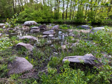 Yeşillik bir ormanın ortasında küçük bir gölet.