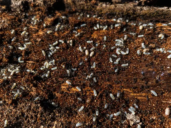 Bir grup beyaz böcek bir tahta parçasının üzerinde sürünüyorlar..