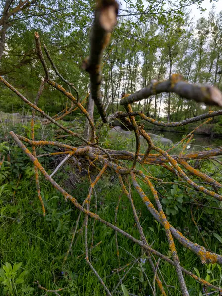 Çimlere düşmüş bir ağacın dalı..
