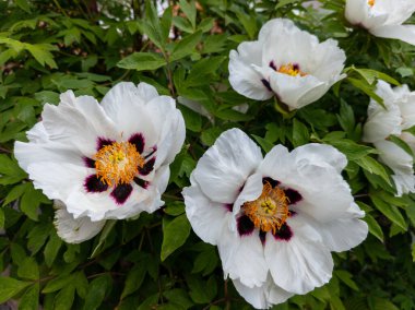 Kırmızı ve sarı merkezli bir grup beyaz çiçek..