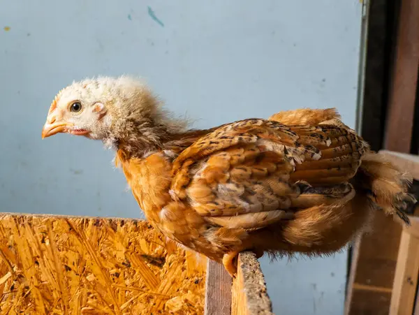 Tahta bir kutunun üstünde oturan küçük kahverengi beyaz bir tavuk..