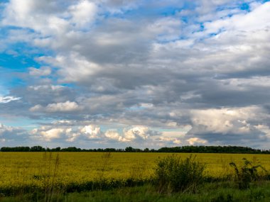 Bulutlu bir gökyüzünün altında sarı çiçek tarlası.