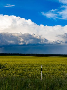 Bulutlu mavi gökyüzünün altında sarı bir çiçek tarlası..