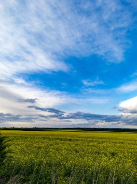 Mavi gökyüzünün altında bulutlu sarı bir çiçek tarlası..