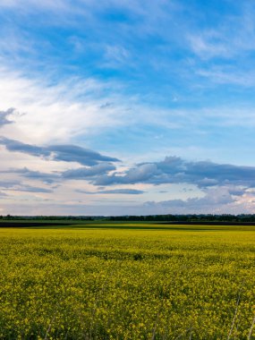 Mavi gökyüzünün altında bulutlu sarı bir çiçek tarlası..