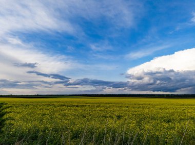 Mavi gökyüzünün altında bulutlu sarı bir çiçek tarlası..