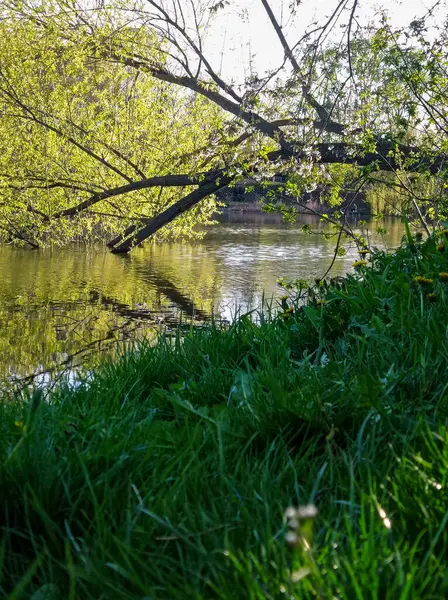 Bir su kütlesinin kenarından eğilen bir ağaç..