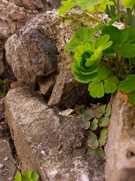 Taş duvardaki çatlaktan çıkan küçük bir bitki..