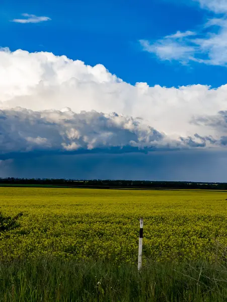 Bulutlu mavi gökyüzünün altında sarı bir çiçek tarlası..
