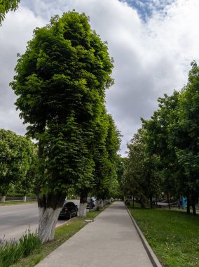 Caddenin yanında ağaçlarla dolu bir kaldırım..