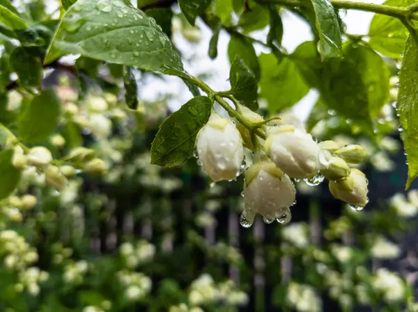 Üzerinde su damlaları olan bir demet yasemin çiçeği..
