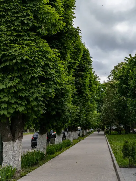Park yerinin yanında ağaçlarla dolu bir kaldırım..