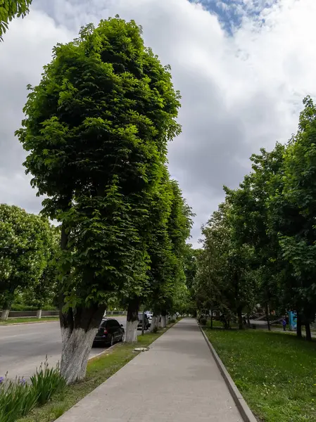 Caddenin yanında ağaçlarla dolu bir kaldırım..