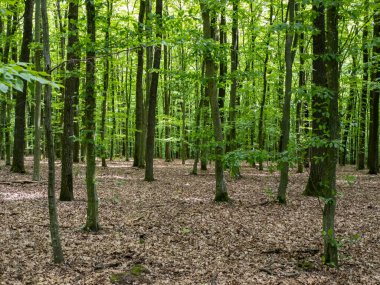 Bir sürü ağaç ve yaprakla dolu bir orman..
