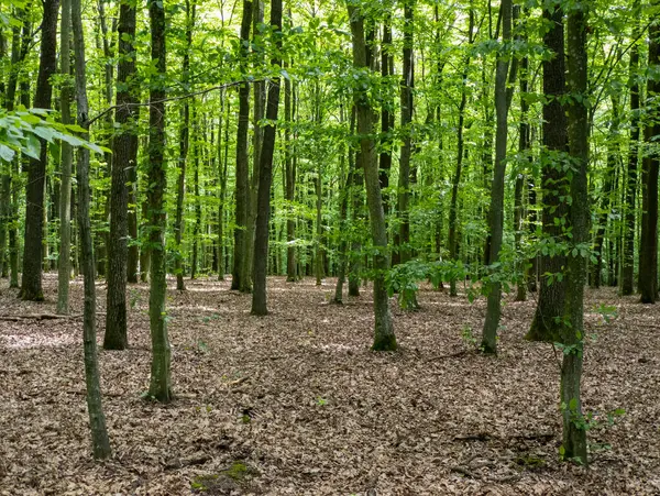 Bir sürü ağaç ve yaprakla dolu bir orman..