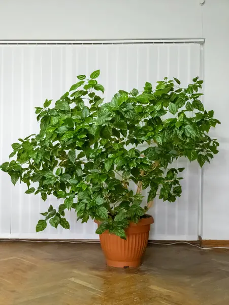 Ahşap zeminin üstünde, duvarın yanında saksı bitkisi..