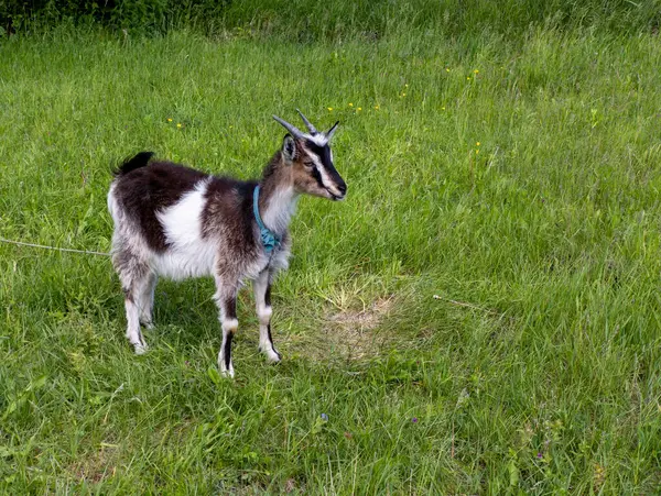 Küçük bir keçi uzun otların arasında duruyor..