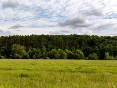 Arka planda ağaçlar ve gökte bulutlar olan otlak bir alan..