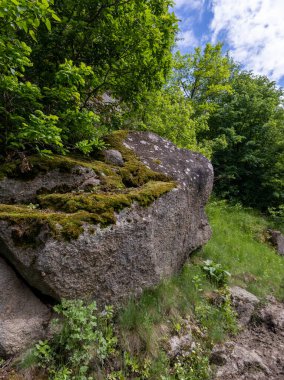 Ormanın ortasında yeşil yosunlarla kaplı büyük bir kaya..