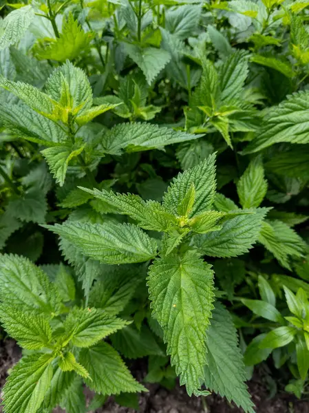 Yeşil yapraklı bir ısırgan otunun yakınına..