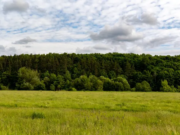 Arka planda ağaçlar ve gökte bulutlar olan otlak bir alan..