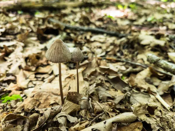 Yerde bir çift küçük mantar var..