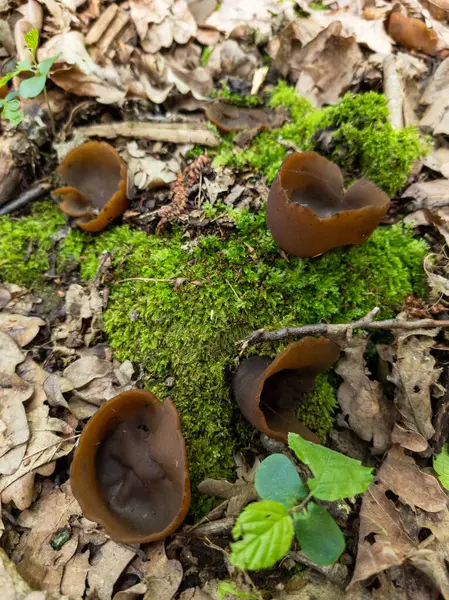 Yerde yosun kaplı bir grup kahverengi mantar..