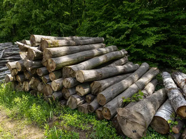 Toprak bir yolun tepesinde duran bir yığın kütük..