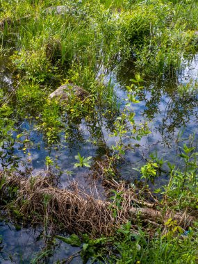 Su ve bitkilerle dolu küçük bir gölet..