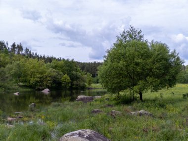 Çimenli bir tarlanın ortasında, gölün yanında küçük bir ağaç..