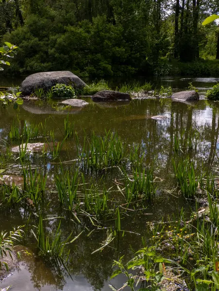 Ağaçlarla çevrili ormanlık bir alanın ortasında küçük bir gölet..